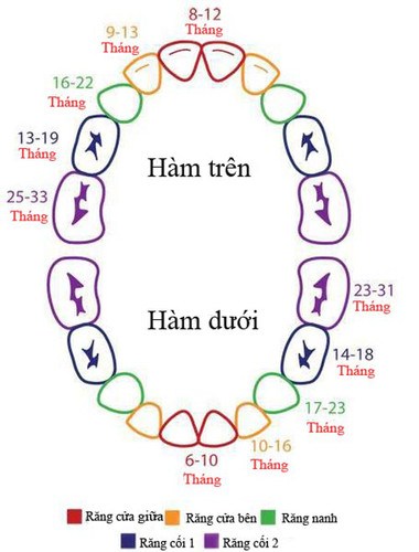 Bảng thởi gian mọc răng của trẻ