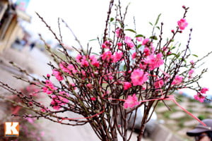 Cây đào: Cây đào đầu xóm