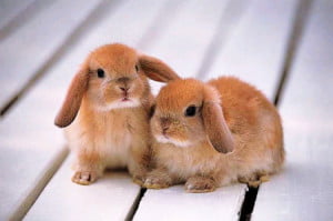 Truyện kể mầm non: ai đáng khen nhiều hơn