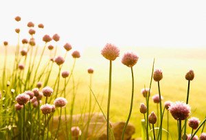 Bài thơ Nắng mùa hè