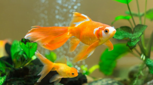 Bài thơ "Con Cá Vàng" - Thơ hay mầm non, mẫu giáo