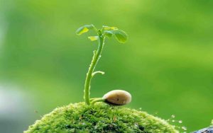 Bài thơ "Mầm Non" - Tác giả Võ Quảng