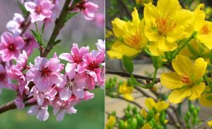 Tết đang vào nhà | Bài thơ Tết đang vào nhà