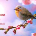 Hình ảnh Bài thơ Con chim hót