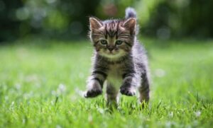 Em không như chú mèo con | Bài thơ Em không như chú mèo con