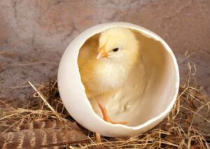 Có chú gà con | Bài thơ Có chú gà con