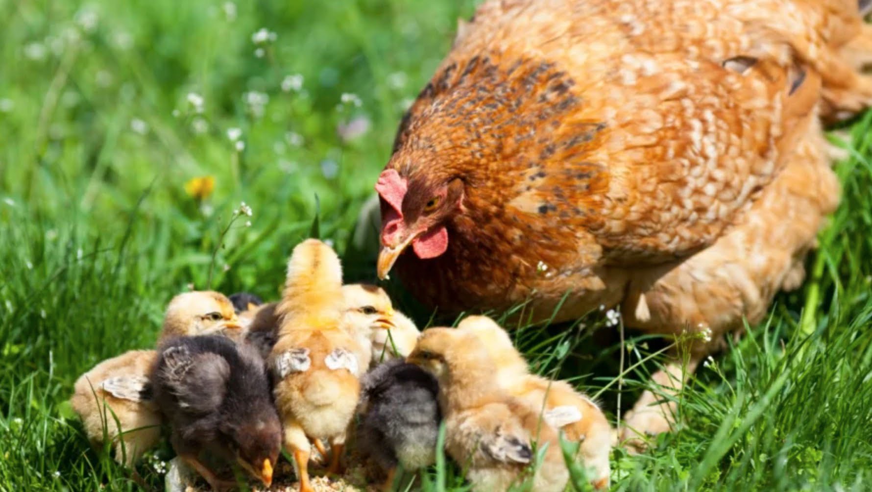 Đàn gà con và mẹ | Bài thơ Đàn gà con và mẹ
