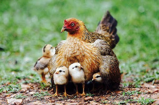 Gà mẹ và gà con | Bài thơ Gà mẹ và gà con