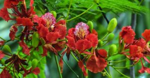 Hoa phượng | Bài thơ Hoa phượng (Lê Huy Hoà)