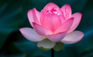 Hoa sen | Bài thơ Hoa sen (Võ Quảng)