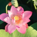 Sen nở | Bài thơ Sen nở (Phạm Hổ)