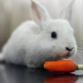 Bài thơ Thỏ trắng (Vũ Quang Vinh): Thỏ trắng ăn cà rốt