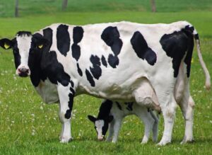 Bê con đòi bú | Bài thơ Bê đòi bú (Phạm Hổ)