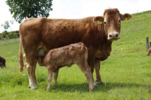 Bê con hỏi mẹ | Bài thơ Bê hỏi mẹ (Phạm Hổ)