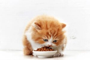 Mèo ăn vụng mứt | Bài thơ Chú mèo ăn vụng mứt