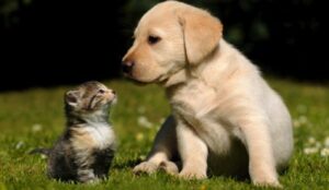 Chú mèo siêng năng | Bài thơ Chú mèo siêng năng