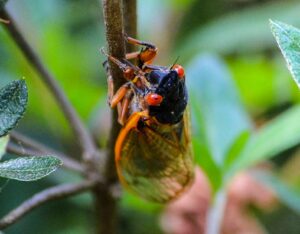 Ve sâu | Bài thơ Chú ve vui