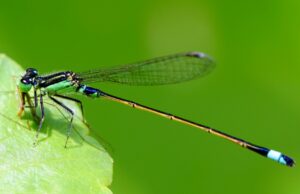 Chuồn chuồn kim | Bài thơ Chuồn chuồn kim