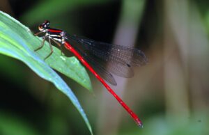 Chuồn chuồn kim đỏ, chuồn kim đỏ, chuồn chuồn đỏ | Bài thơ Chuồn kim