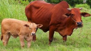 Con bê lông vàng | Bài thơ Con bê lông vàng (Võ Quảng)