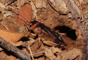 Con dế trong hang | Bài thơ Anh dế