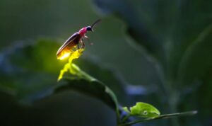 Con đom đóm | Bài thơ Đom đóm