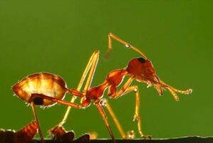 Con kiến vàng | Bài thơ Chú kiến lười