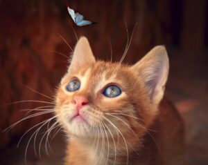 Mèo bắt bướm, Con mèo | Bài thơ Con mèo