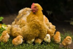 Gà con | Đàn gà con