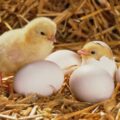 Gà con và quả trứng | Bài thơ Gà con và quả trứng (Phạm Hổ)