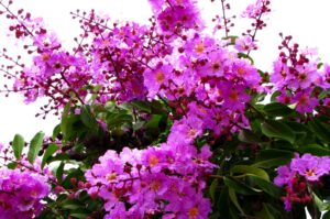 Hoa bằng lăng tím | Bài thơ Mùa hạ tuyệt vời