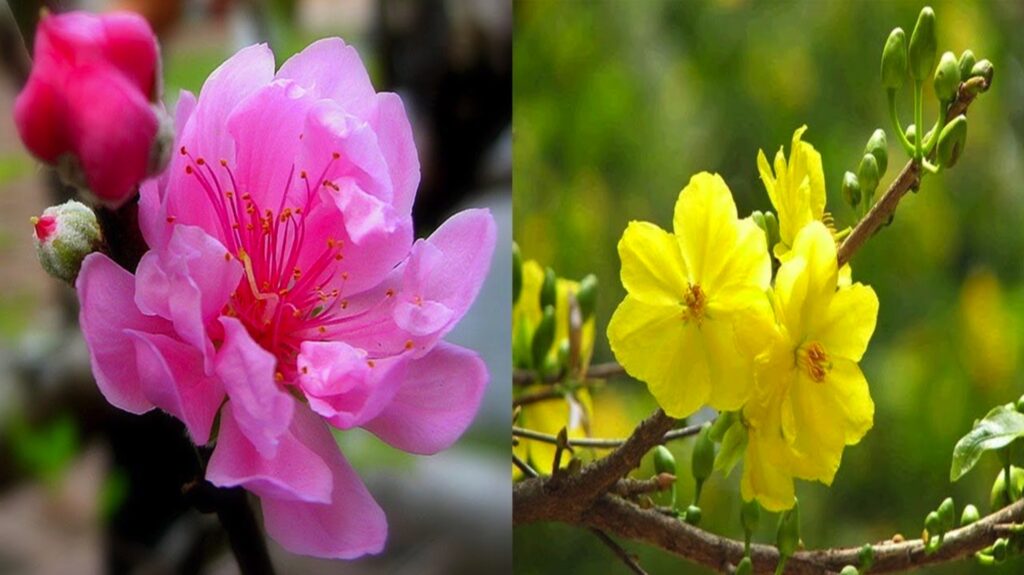 Hoa đào hoa mai | Bài thơ Hoa đào hoa mai