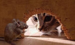 Mèo con tập bắt chuột | Bài thơ Mèo con bắt chuột