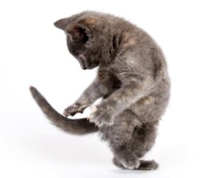 Bài thơ Mèo con: Mèo con rình bắt, Cái đuôi của mình