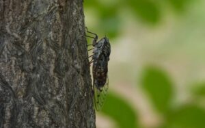 Tiếng ve sầu | Bài thơ Tiếng ve (Nguyễn Đình Xuân)