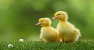 Vịt con tìm mẹ | Bài thơ Vịt con tìm mẹ