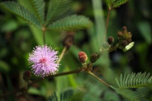 Sự tích cây hoa trinh nữ (Sự tích cây xấu hổ, Sự tích cây hoa mắc cỡ)