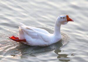 Bài thơ Chú ngỗng tơ: Ngỗng tơ đi học muộn