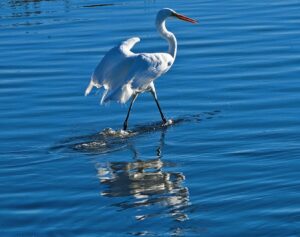 Bài thơ Cò con sạch sẽ: Cò con sạch sẽ, Đứng ở bờ sông