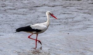 Bài thơ Con Cò lặn lội: Con Cò lặn lội, Lặn lội trời mưa