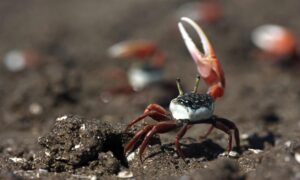 Con còng gió | Bài thơ Con còng gió: Con còng nho nhỏ