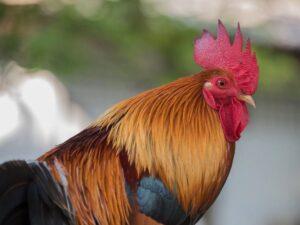 Đồng dao Con gà đỏ mồng: Con gà đỏ mồng
