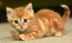 Con mèo | Bài thơ Con mèo: Chị ơi em có con mèo