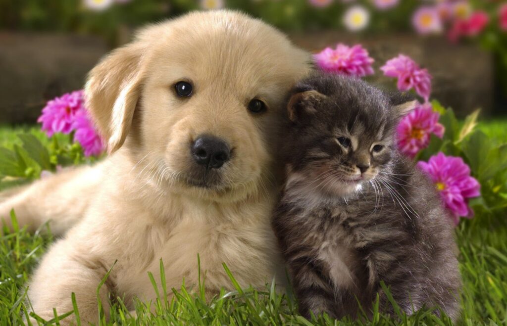 Cún con và mèo mướp | Bài thơ Cún con và mèo mướp