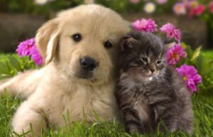 Bài thơ Cún con và mèo mướp: Cún con và mèo mướp