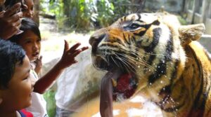 Hổ trong vườn thú | Bài thơ Hổ trong vườn thú