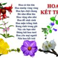 Hoa kết trái | Bài thơ Hoa kết trái (Thu Hà)
