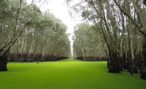 Hương tràm | Bài thơ Hương tràm