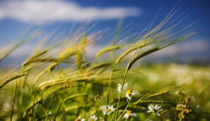 Hương và Gió | Bài thơ Hương và Gió