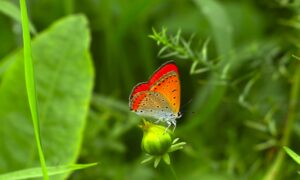 Mùa xuân – Mùa hè | Bài thơ Mùa xuân – Mùa hè